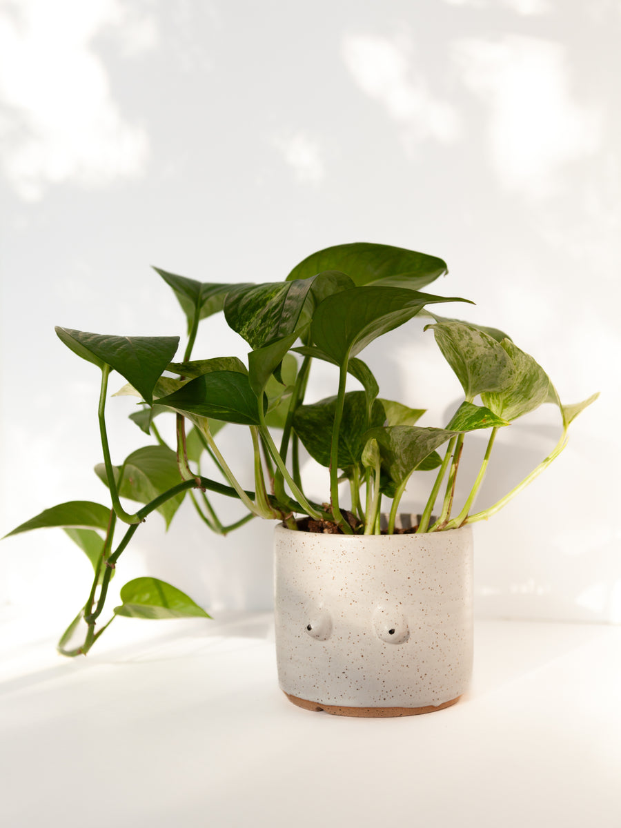 boob plant pot Boob Planter