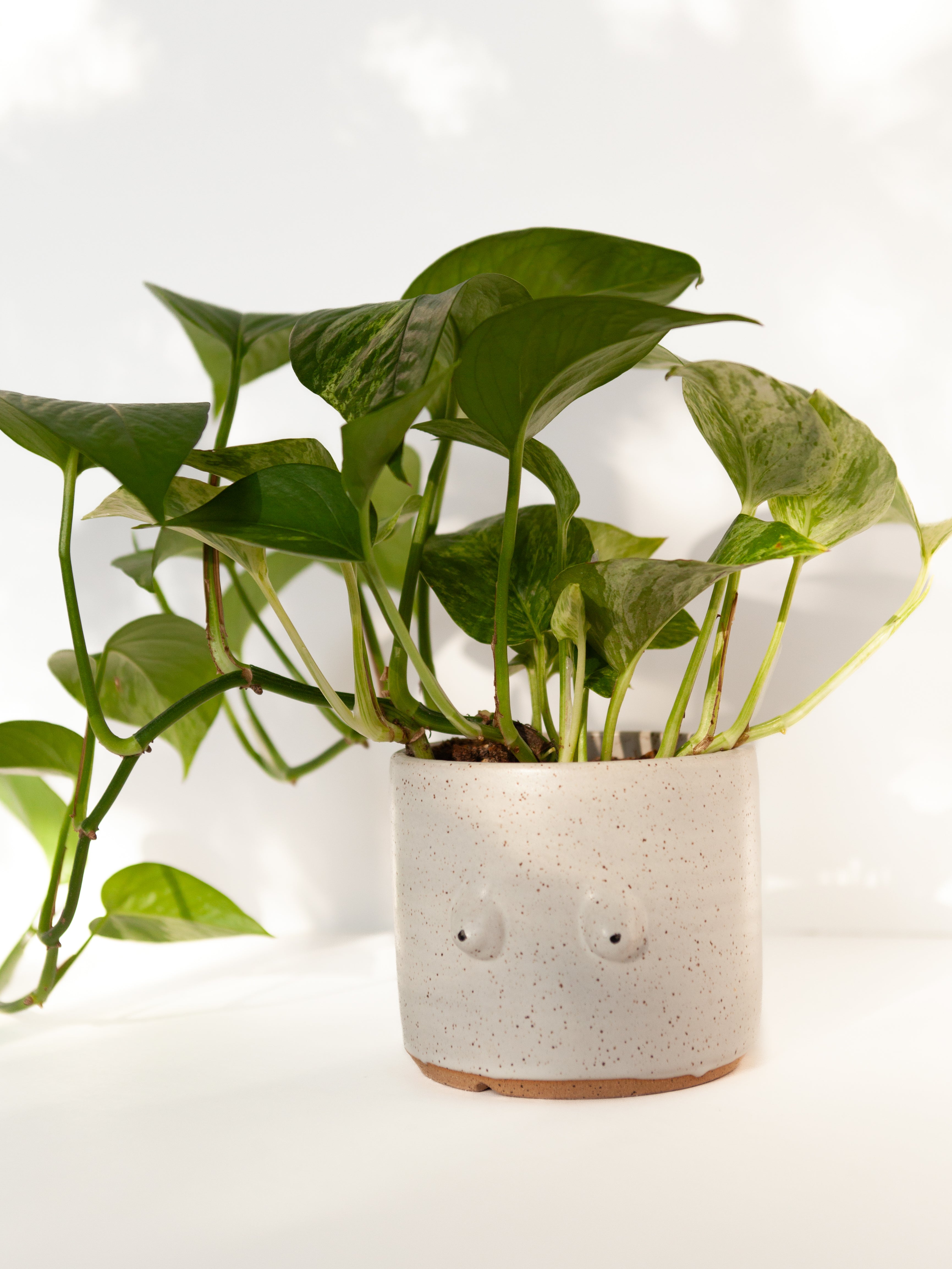boob plant pots Boob Planter